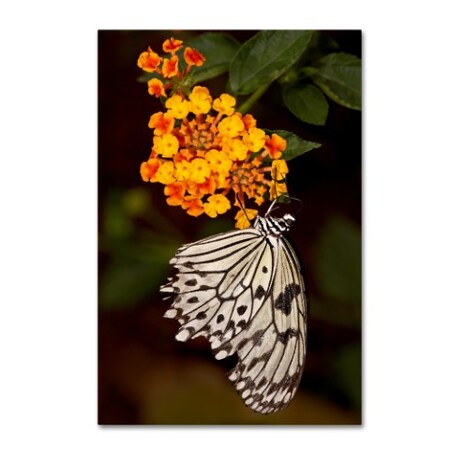 Trademark Fine Art Robert Harding Picture Library 'White Butterfly 1' Canvas Art, 12x19 ALI19180-C1219GG